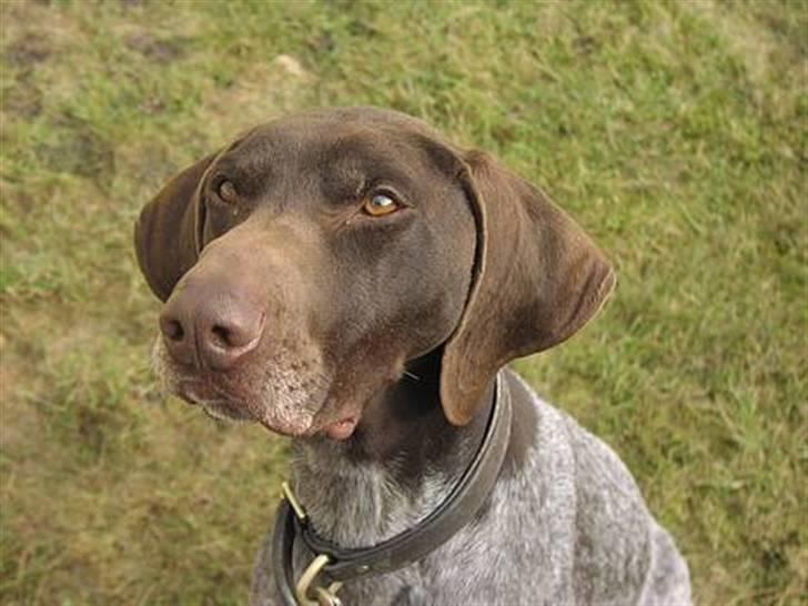 Korthåret hønsehund Hunter (': billede 12