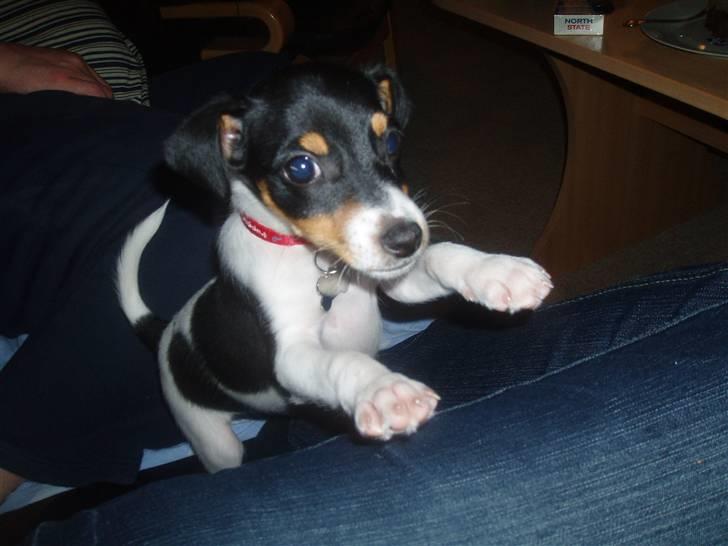 Dansk svensk gaardhund Zenta billede 4