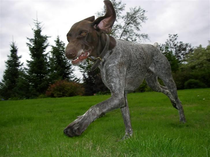 Korthåret hønsehund Hunter (': billede 13