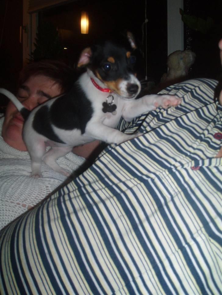 Dansk svensk gaardhund Zenta billede 5