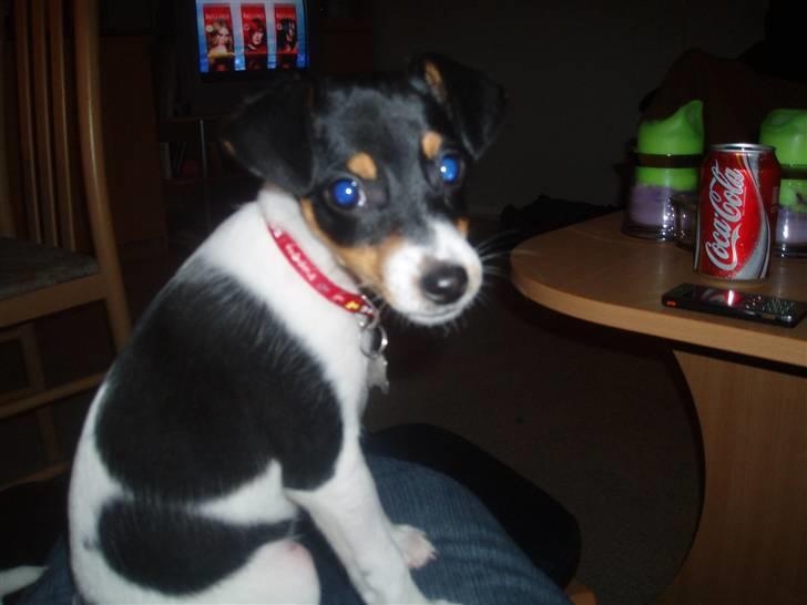 Dansk svensk gaardhund Zenta billede 6