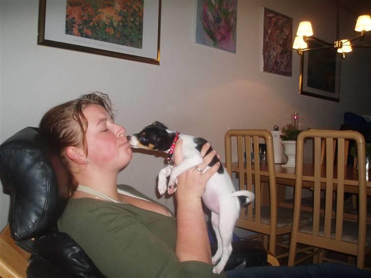 Dansk svensk gaardhund Zenta billede 7