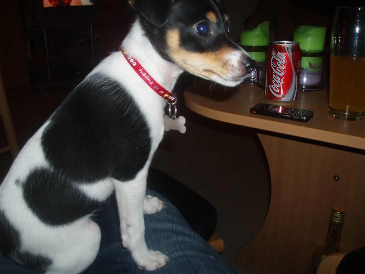 Dansk svensk gaardhund Zenta billede 8