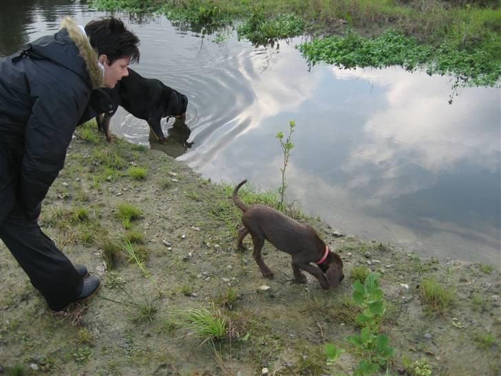 Blanding af racer Bella billede 13