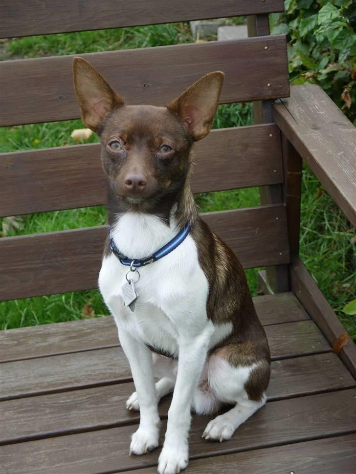 Blanding af racer lubbi billede 15