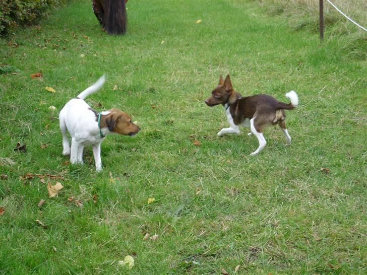 Blanding af racer lubbi billede 16