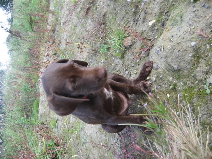 Blanding af racer Bella billede 14