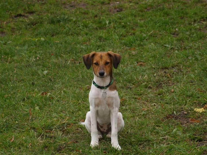 Blanding af racer Lotus billede 8