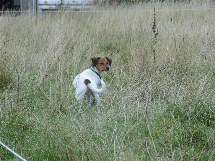 Blanding af racer Lotus billede 10