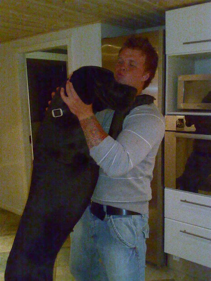 Grand danois Luca - Far skal da også ha en krammer billede 7