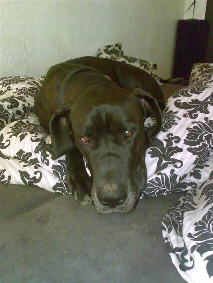 Grand danois Luca billede 8