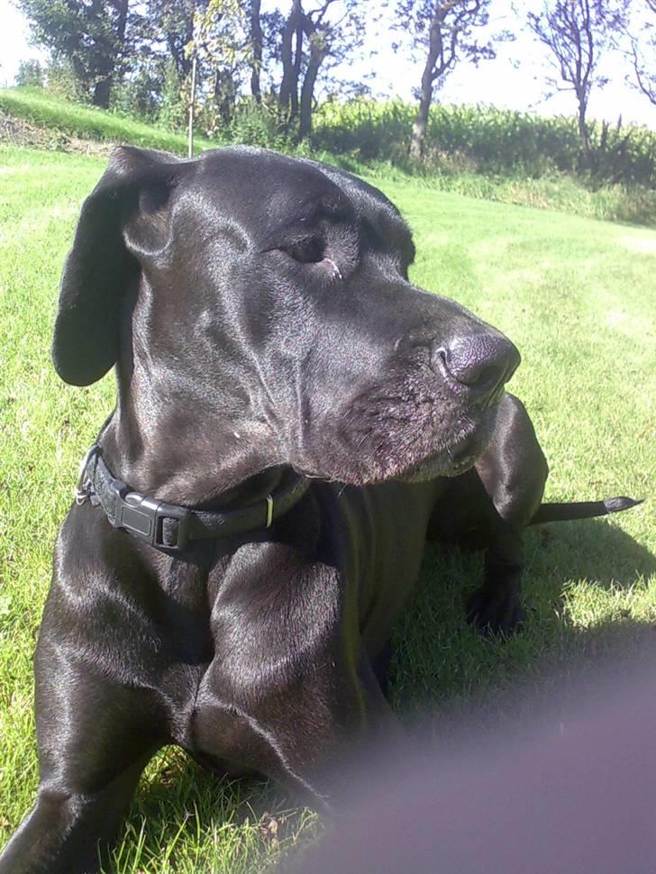 Grand danois Luca billede 9