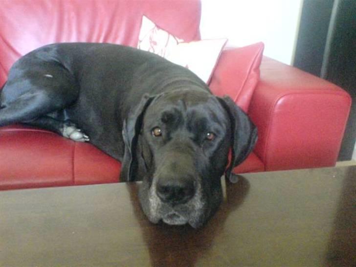 Grand danois Luca billede 10