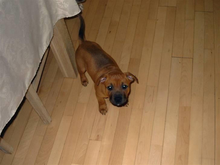 Staffordshire bull terrier -Betty Kaldt Coco - 10 uger billede 11