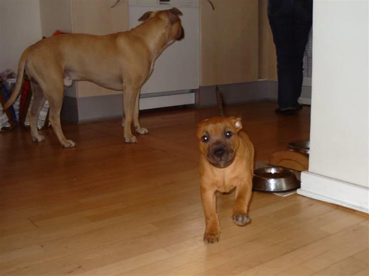 Staffordshire bull terrier -Betty Kaldt Coco billede 12