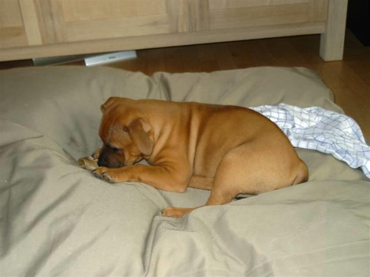 Staffordshire bull terrier -Betty Kaldt Coco billede 13