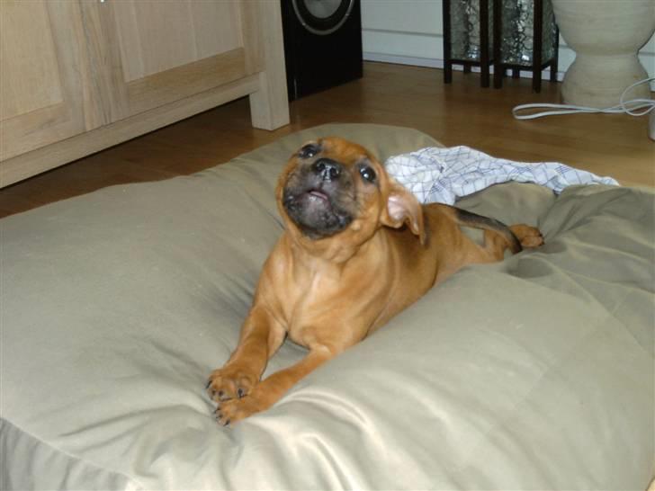Staffordshire bull terrier -Betty Kaldt Coco billede 14