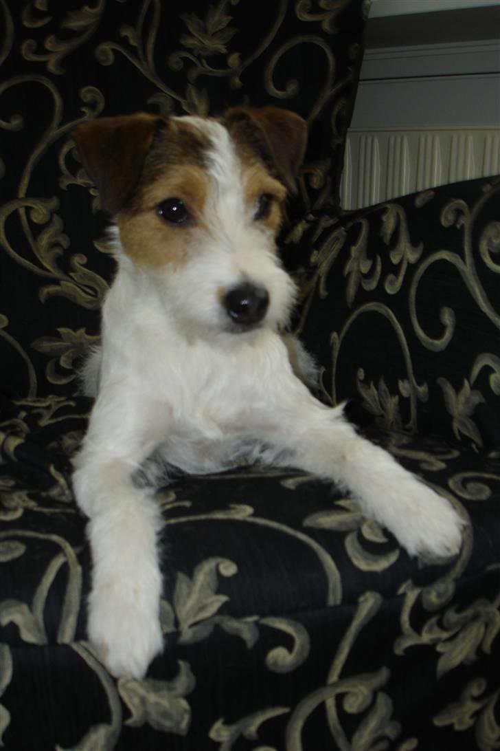 Parson russell terrier Ally billede 16