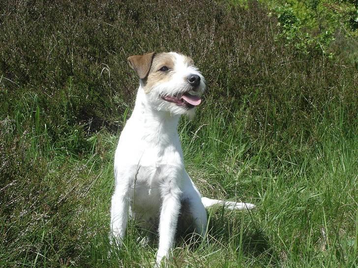 Parson russell terrier Ally billede 17
