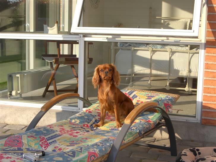 Cavalier king charles spaniel Mille DØD den 29 Juni 2012. - Hun tror hun ejer det hele..... billede 9