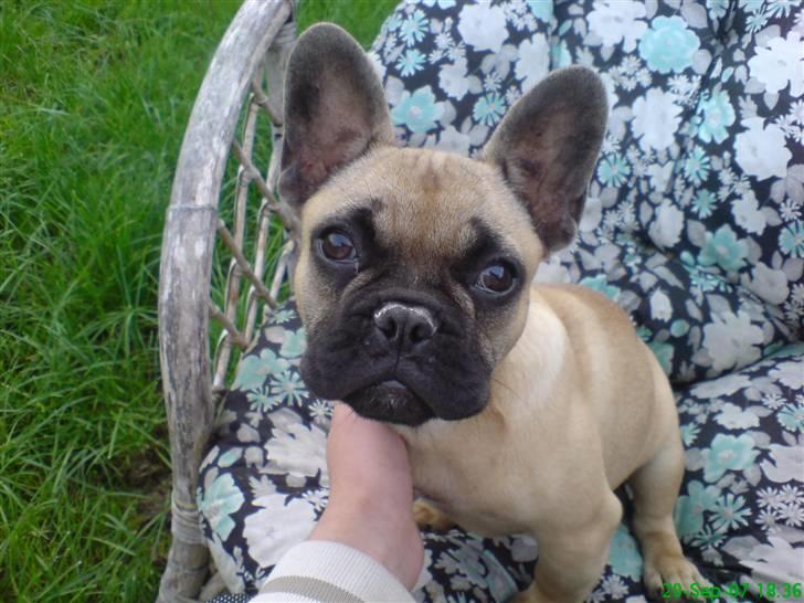 Fransk bulldog Otto billede 1