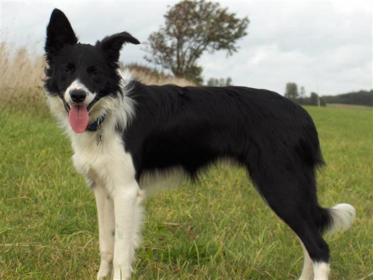 Border collie Pomba - ute på marken, 8 mnd gammel.. billede 6