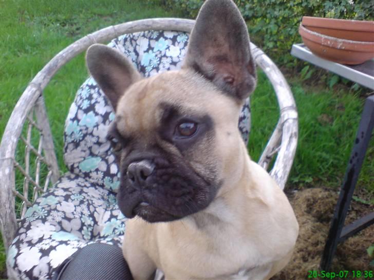 Fransk bulldog Otto billede 2