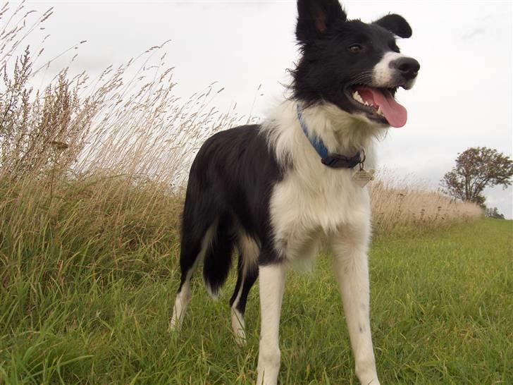 Border collie Pomba - her kigger han på alle hestene nedenfor..:-) billede 7