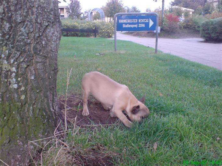 Fransk bulldog Otto billede 3