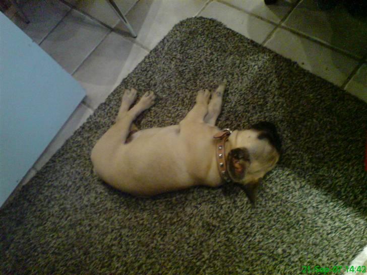 Fransk bulldog Otto - Her er jeg blevet lidt træt :) billede 4