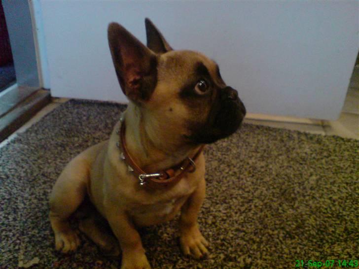 Fransk bulldog Otto billede 5