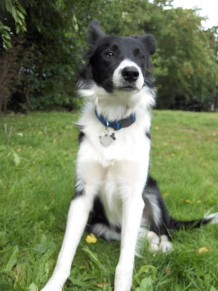 Border collie Pomba billede 8