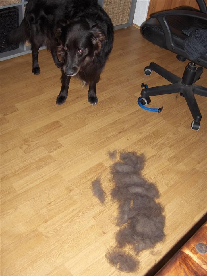 Blanding af racer Tex  R.I.P min deilige... - sådan er det med langhåret hund.....:-) billede 11