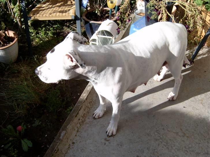 Amerikansk bulldog Albie - Se hvor tyk jeg nu er. 4 dage tilbage.  billede 11