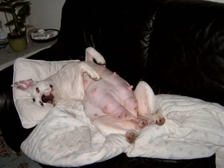 Amerikansk bulldog Albie - Uha, hvor er det dejligt at ligge her og slappe af med min tykke mave. 3 dage tilbage billede 12