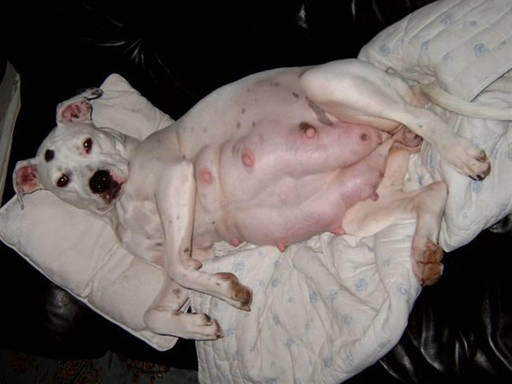 Amerikansk bulldog Albie - Kan I ikke godt forstå, at jeg gerne vil føde NU!!!!!!!! Jeg kan jo næsten ikke røre mig med den mave. 3 dage tilbage.  billede 13