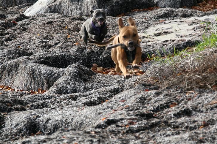 Amerikansk staffordshire terrier Freja billede 2