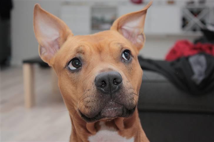 Amerikansk staffordshire terrier Freja billede 3