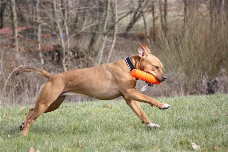 Amerikansk staffordshire terrier Freja billede 4