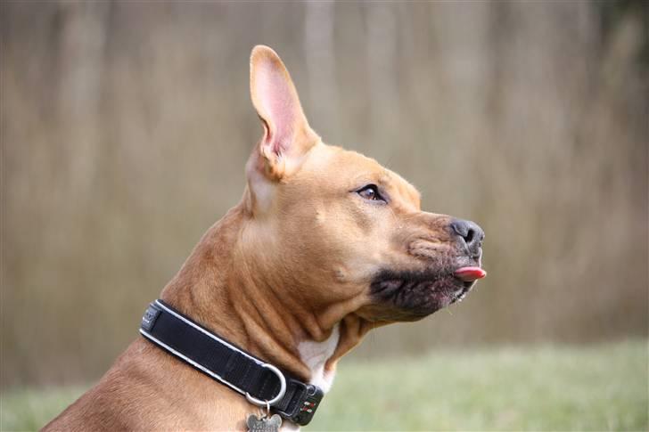 Amerikansk staffordshire terrier Freja billede 5