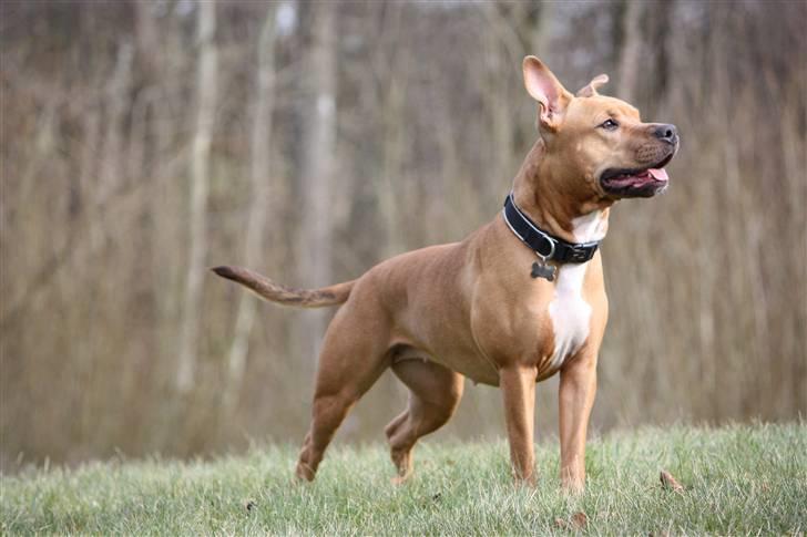 Amerikansk staffordshire terrier Freja billede 6