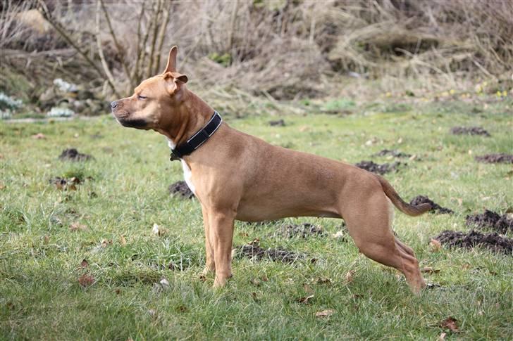 Amerikansk staffordshire terrier Freja billede 7