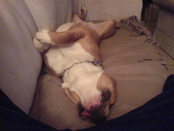 Amerikansk staffordshire terrier Baloo - Det er min sofa, så må i jo se om i kan være her.. billede 7