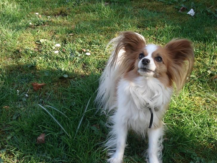 Papillon Feline *Aflivet :'(* - "Skal vi lege ?" :) billede 5