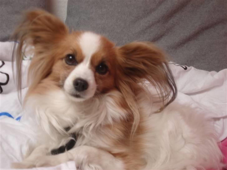 Papillon Feline *Aflivet :'(* - Feline putter i min seng :) billede 6