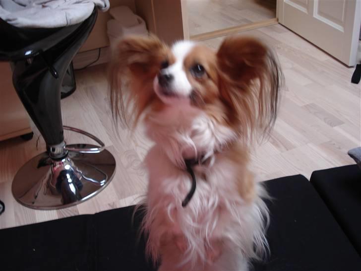 Papillon Feline *Aflivet :'(* - Danse danse :D Lidt udværet ;s billede 7