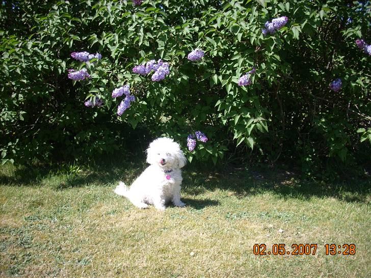 Toypuddel Smilla - Velkommem til Smillas profil :D billede 1