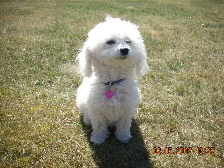 Toypuddel Smilla - Smulli :) billede 4