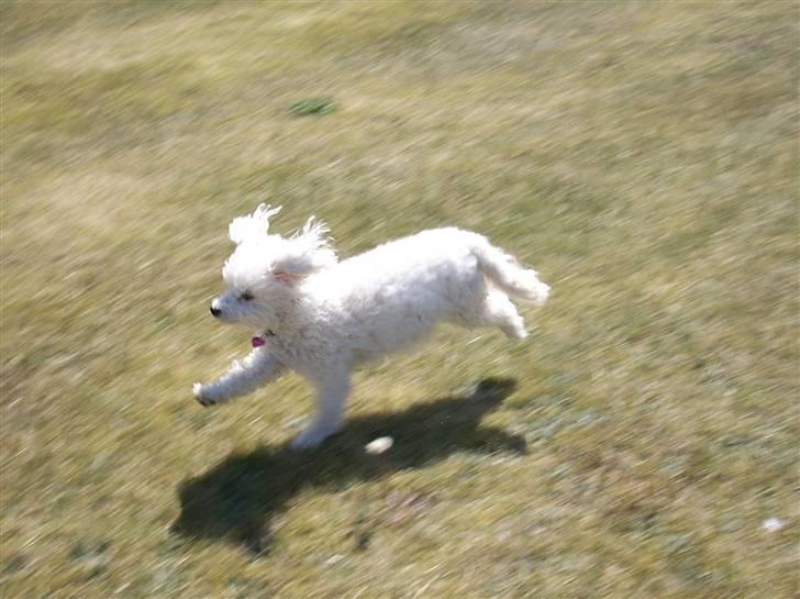 Toypuddel Smilla - I fuld fart. billede 5