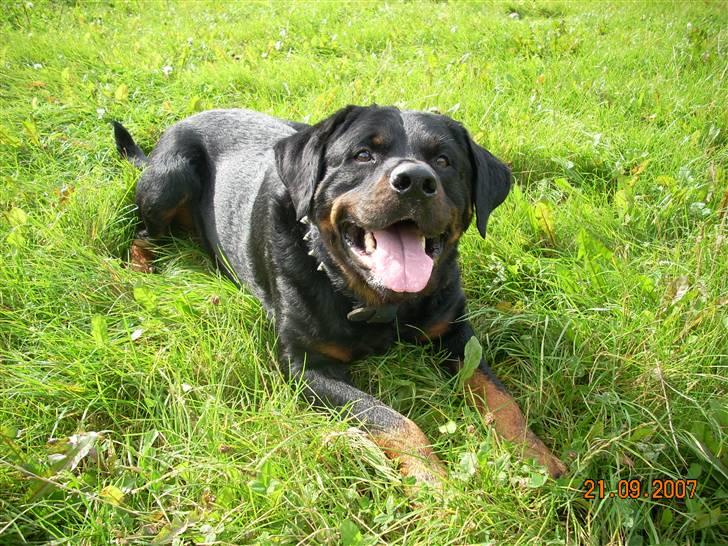 Rottweiler Shakur Kongen *Rip* - så gik mor igang med det nye kamera igen :D billede 10